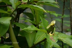 Costus malortieanus